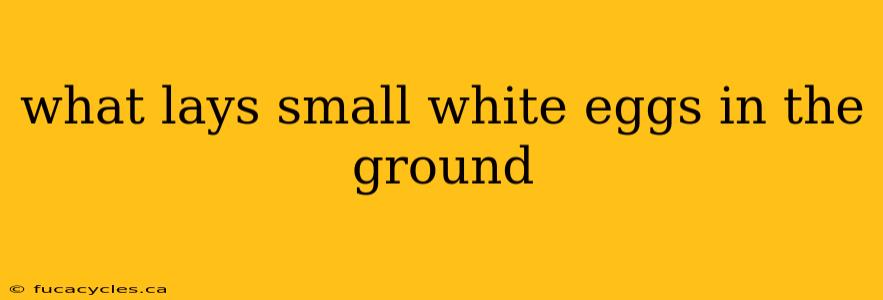 what lays small white eggs in the ground