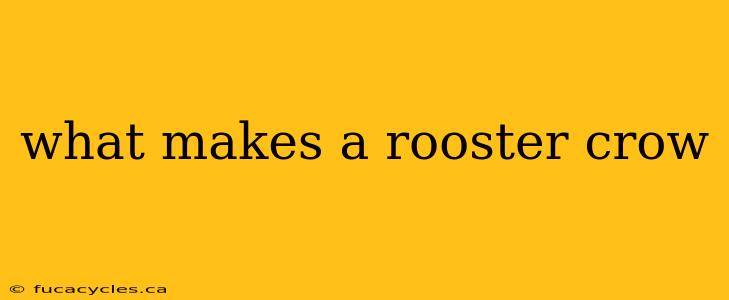 what makes a rooster crow