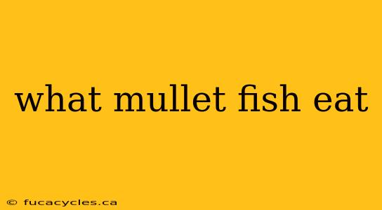 what mullet fish eat