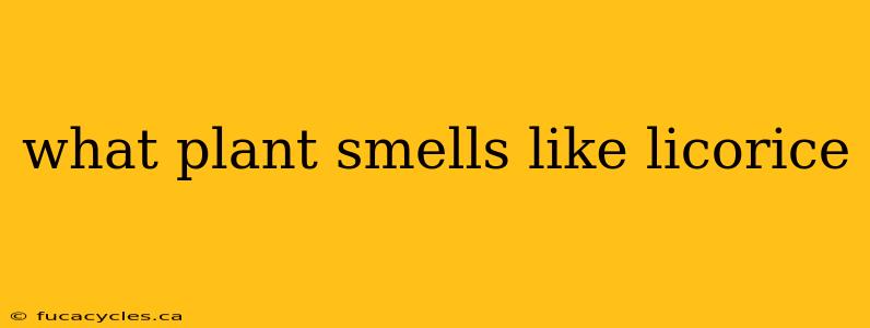 what plant smells like licorice