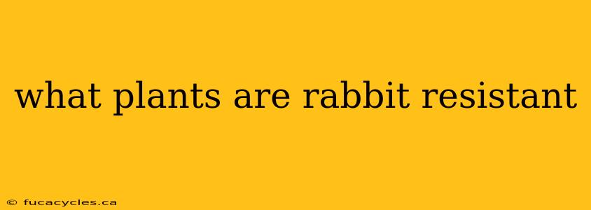 what plants are rabbit resistant