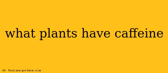 what plants have caffeine