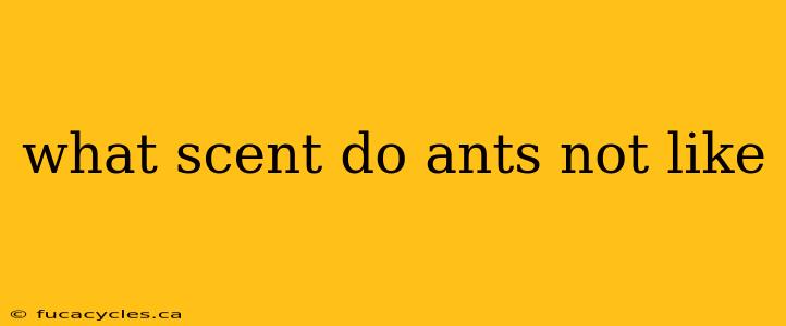 what scent do ants not like