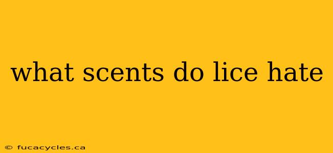 what scents do lice hate