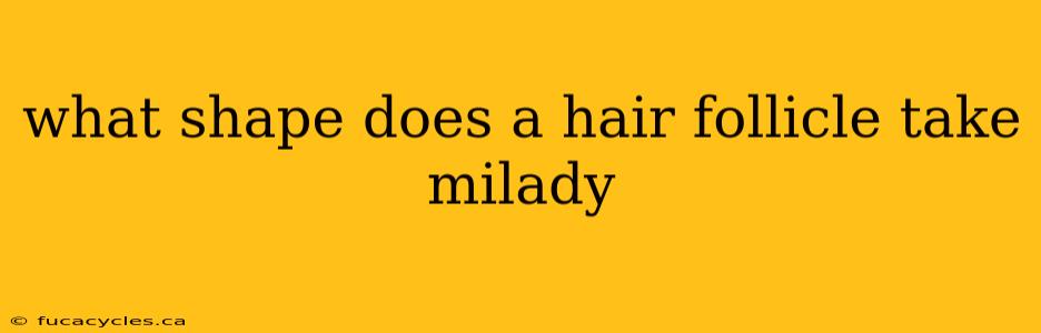 what shape does a hair follicle take milady