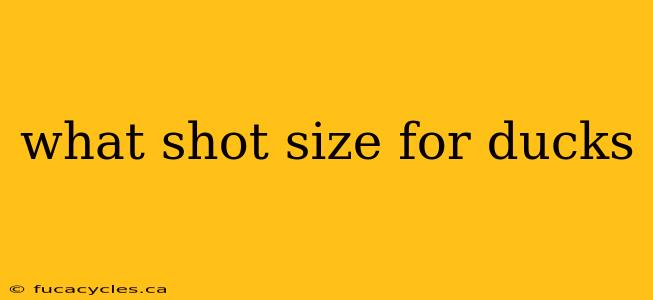 what shot size for ducks