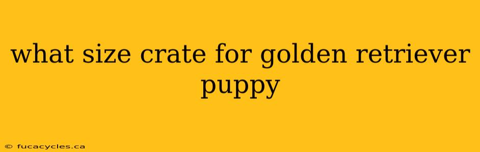 what size crate for golden retriever puppy