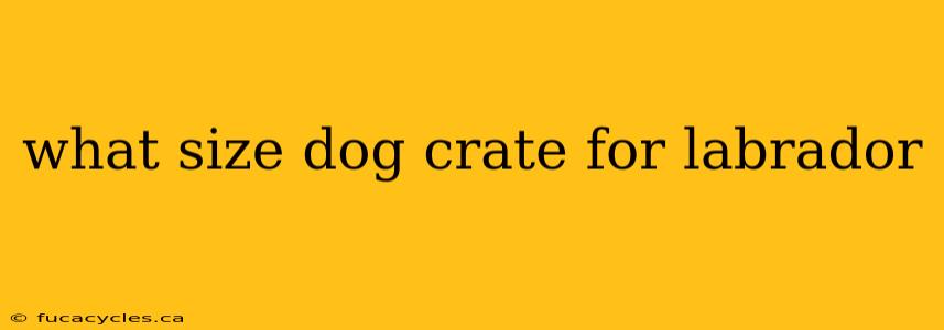 what size dog crate for labrador