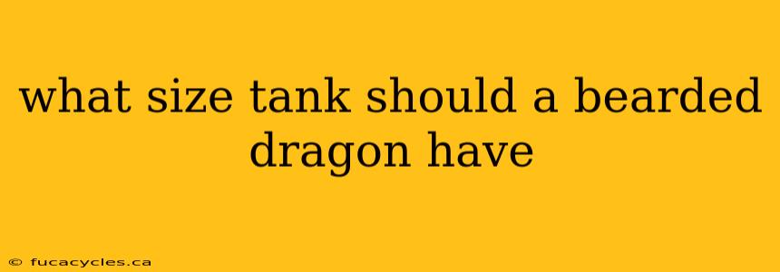 what size tank should a bearded dragon have