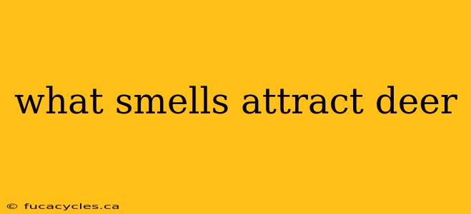 what smells attract deer