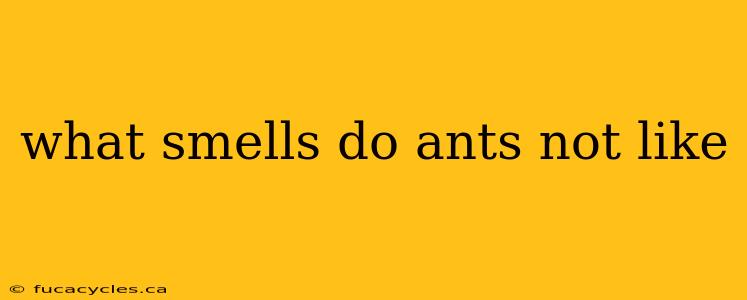 what smells do ants not like