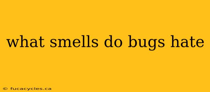 what smells do bugs hate