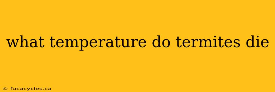 what temperature do termites die