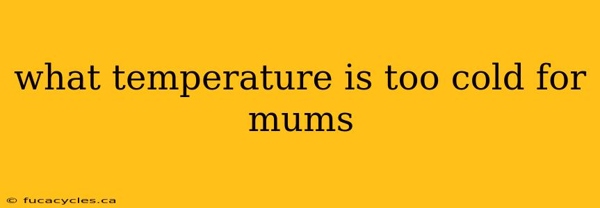 what temperature is too cold for mums