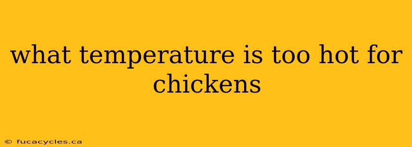 what temperature is too hot for chickens