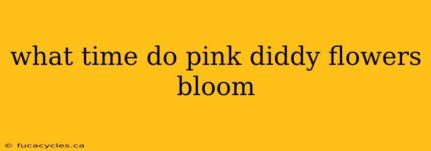 what time do pink diddy flowers bloom