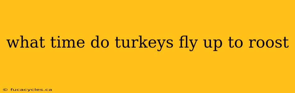 what time do turkeys fly up to roost