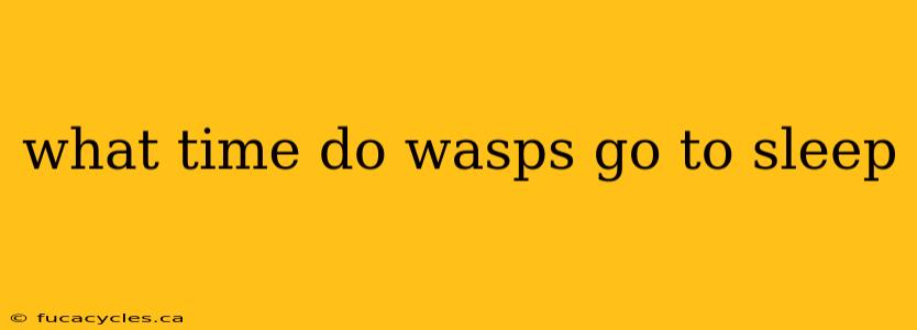 what time do wasps go to sleep