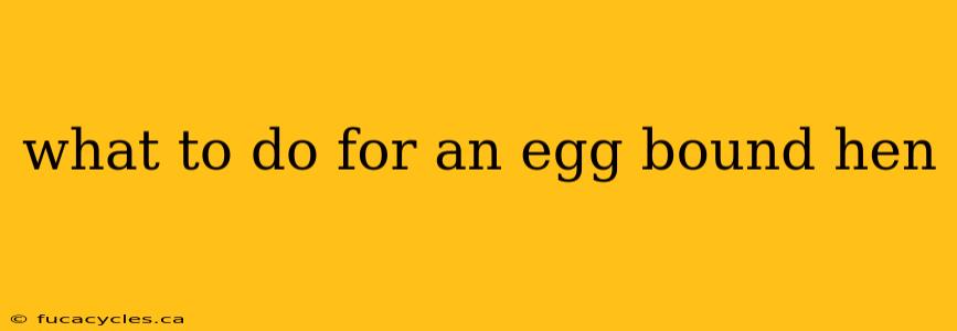 what to do for an egg bound hen