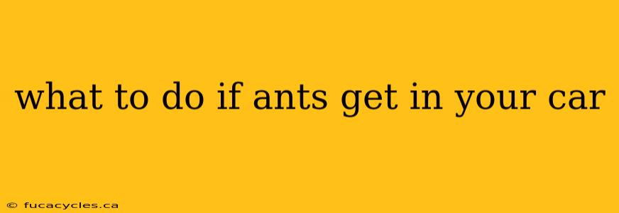 what to do if ants get in your car