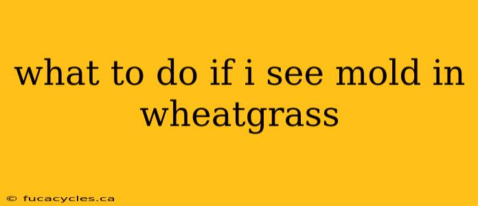 what to do if i see mold in wheatgrass