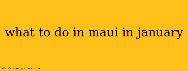 what to do in maui in january