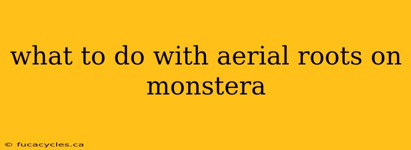 what to do with aerial roots on monstera