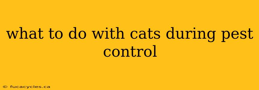 what to do with cats during pest control