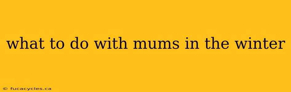 what to do with mums in the winter