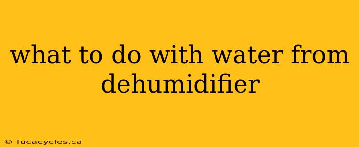 what to do with water from dehumidifier