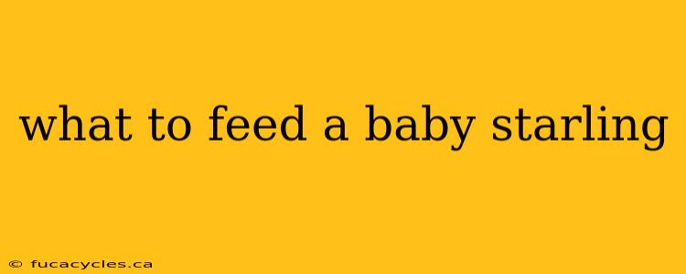 what to feed a baby starling