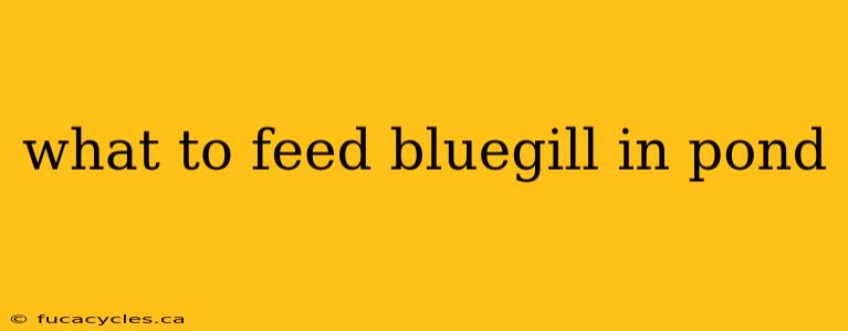 what to feed bluegill in pond