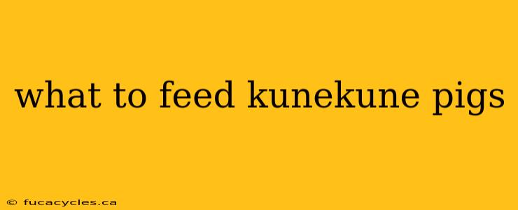 what to feed kunekune pigs