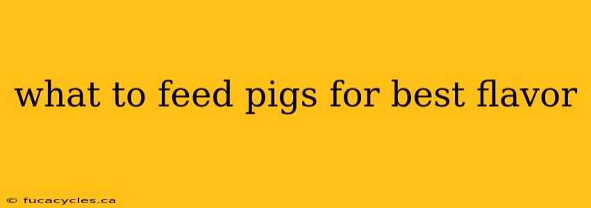 what to feed pigs for best flavor