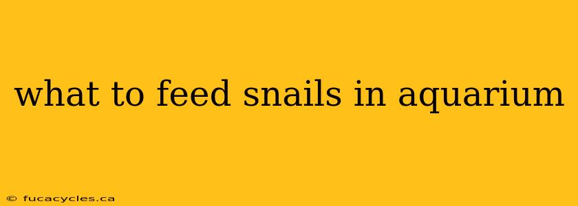 what to feed snails in aquarium