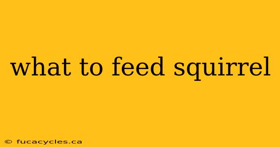 what to feed squirrel