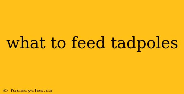 what to feed tadpoles