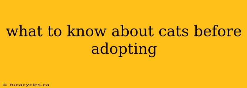 what to know about cats before adopting