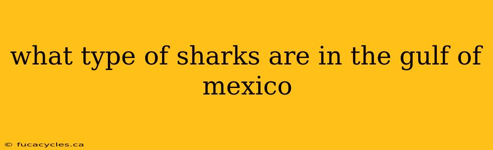 what type of sharks are in the gulf of mexico