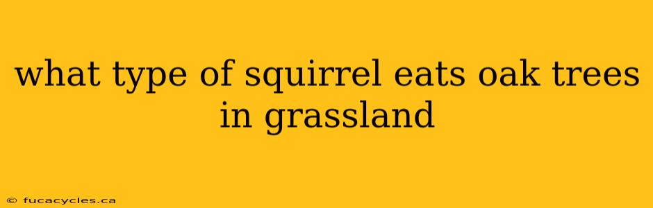 what type of squirrel eats oak trees in grassland