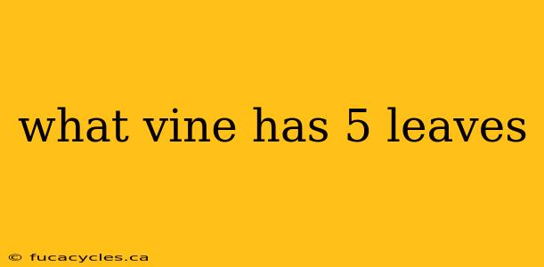 what vine has 5 leaves