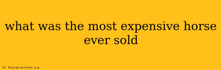 what was the most expensive horse ever sold