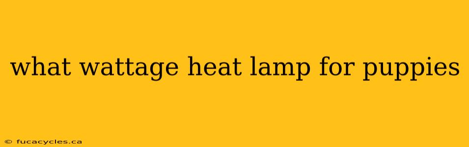 what wattage heat lamp for puppies