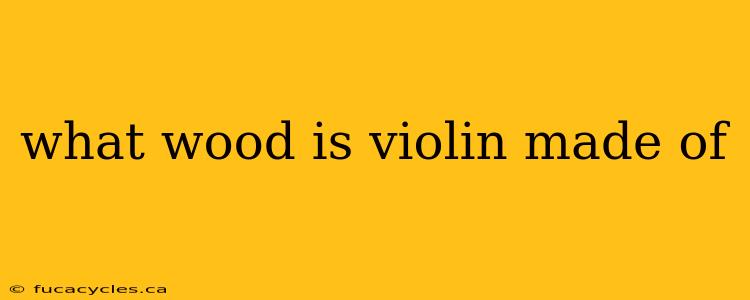 what wood is violin made of