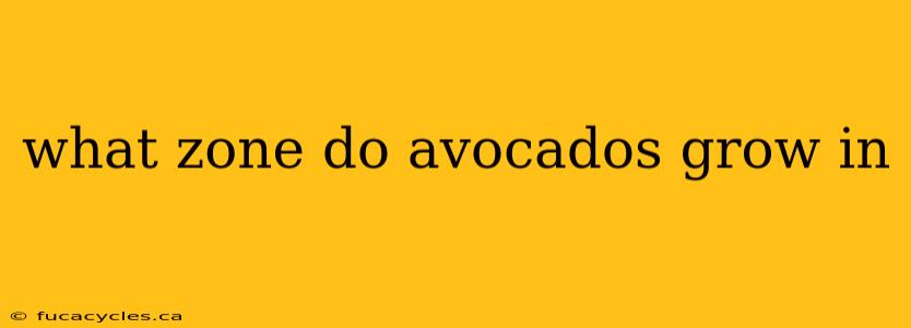 what zone do avocados grow in