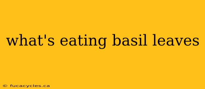 what's eating basil leaves