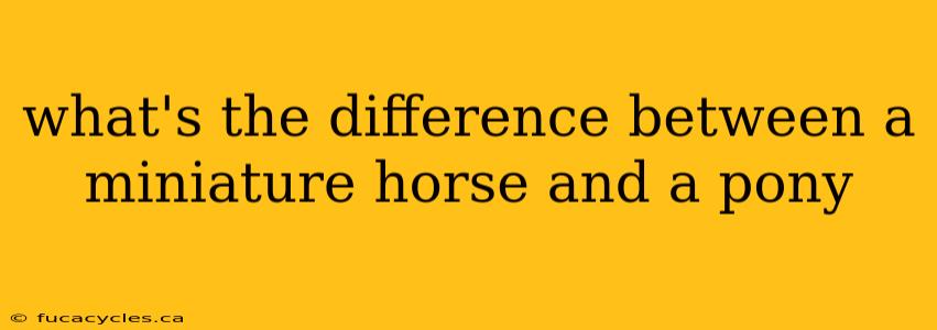 what's the difference between a miniature horse and a pony