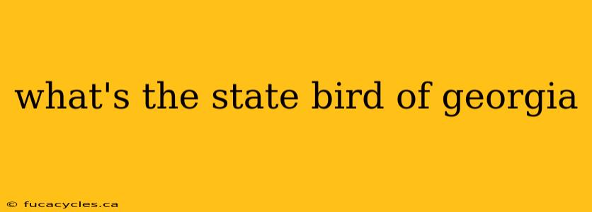 what's the state bird of georgia